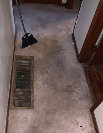 Professional Carpet Cleaning Before